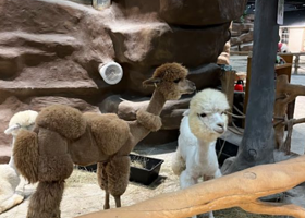 咕咚森林萌宠主题乐园(宁波复悦城店)