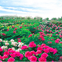 曹州百花园
