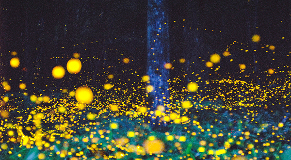 莫干山北野萤火虫景区