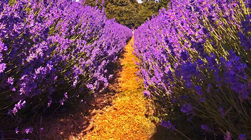 梅菲尔德薰衣草农场