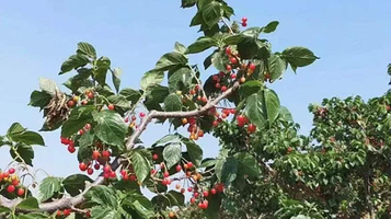 樱桃树下风景区