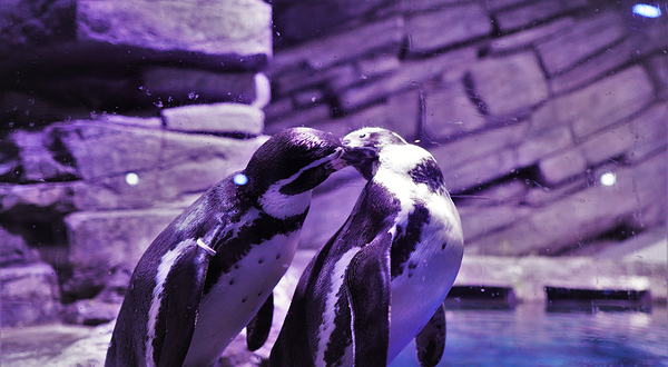 普吉Aquaria海洋水族馆