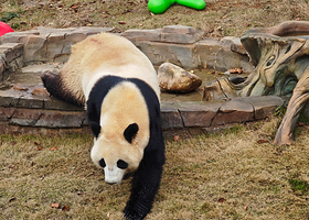 岳阳中华大熊猫苑