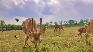 慢城田园牧歌农场