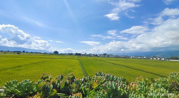 喜洲彩色稻田