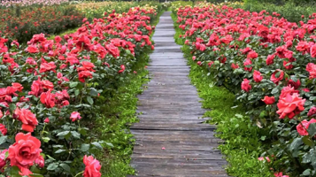 龙腾居月季花园