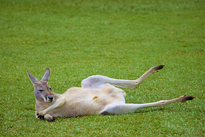 澳大利亚动物园