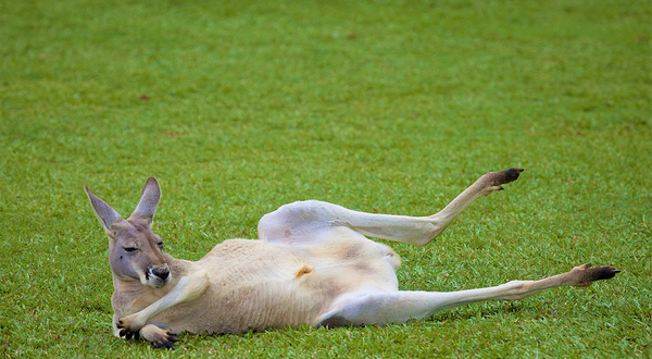 澳大利亚动物园