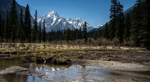 王朗大熊猫探秘营地
