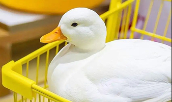 科尔鸭俱乐部旗舰店（亲贤茂业店）