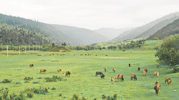 香格里拉大草原