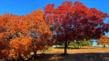 乌旦塔拉五角枫森林公园