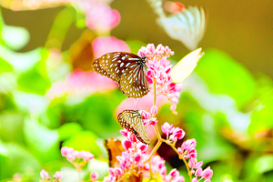 吉隆坡蝴蝶公园