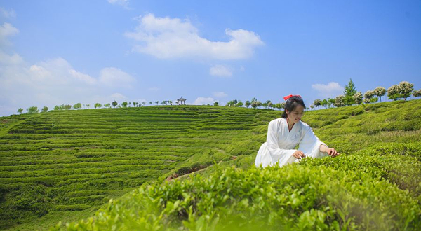 云峰山万亩茶园景区