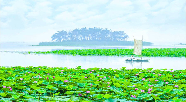 微山湖红荷湿地景区