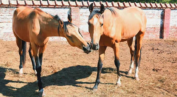 御马苑-汗血马主题公园