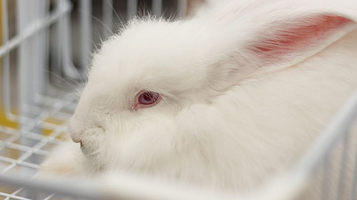 萌兔乐园体验馆