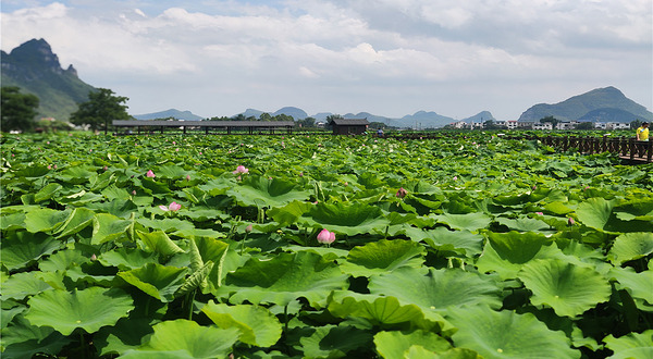 百朋荷苑景区