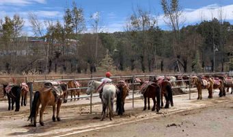拉市海纳西古马场