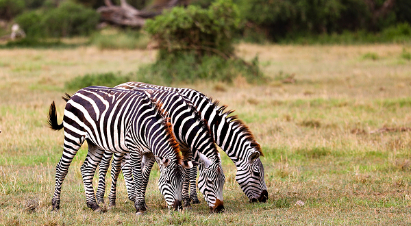 安波塞利国家公园