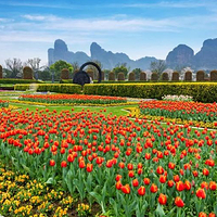 龙虎山花语世界景区