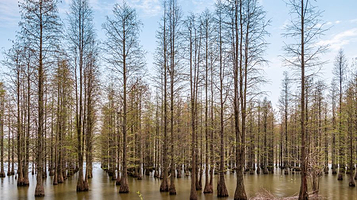 六合竹镇森林公园