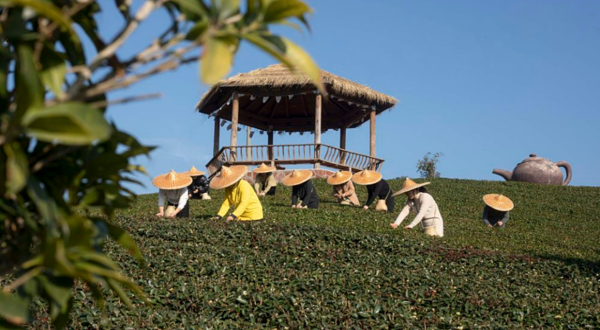 武夷山兰韵茗岩茶厂