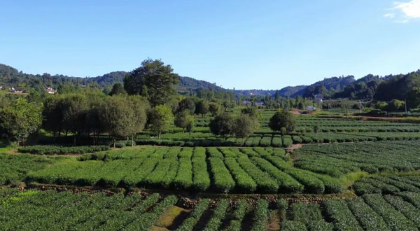 古蜀皇茶茶文化生态体验园