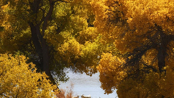 老人湖胡杨牧场旅游风景区