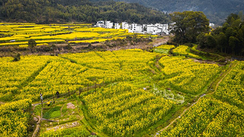 思溪延村赏油菜花海