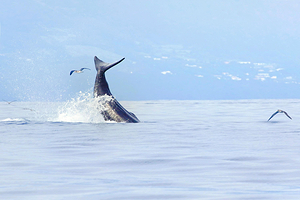 亭可马里出海观鲸