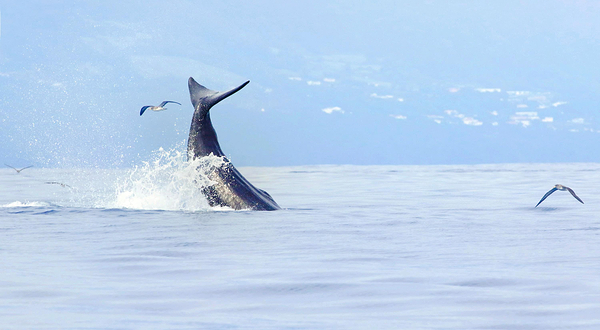 亭可马里出海观鲸