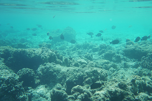 拉古娜度假村潜水中心