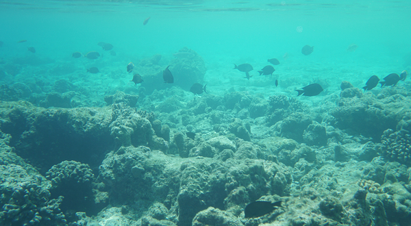 拉古娜度假村潜水中心