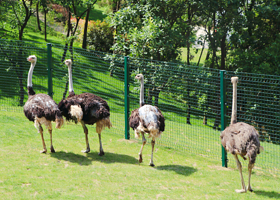 紫清湖野生动物世界