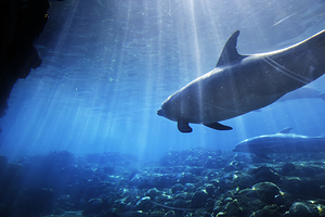 奥兰多海洋生物水族馆