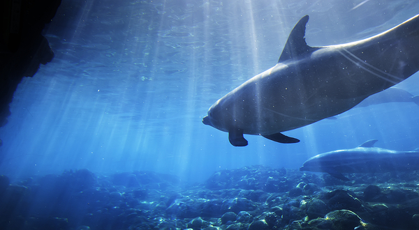 奥兰多海洋生物水族馆