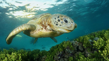 卡帕莱度假村 (西巴丹岛)