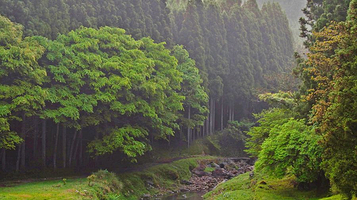 鸡冠山森林公园