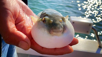 芝罘岛海钓俱乐部