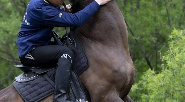 长白山云顶马术骑马场