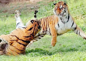 爱保野生动物世界