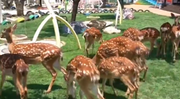 菏泽惟道园首届欢乐动物会