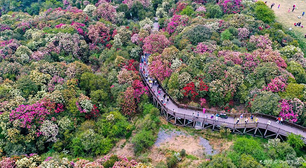 百里杜鹃普底景区