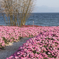 澄江广龙抚海湾