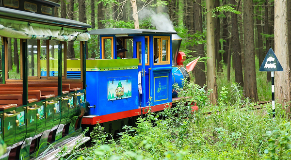 金湖水上森林景区