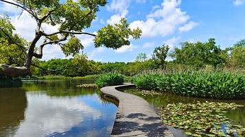 长兴岛湿地公园