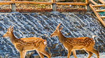 凤凰中华大熊猫苑