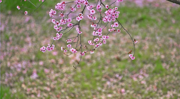 桃花故里景区