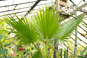 E. Gareyev Botanical Garden